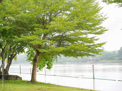 Big green tree on the riverside.