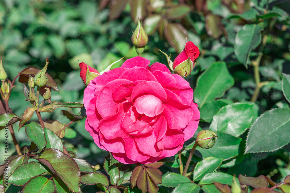Pink rose with green leaves in natural garden.