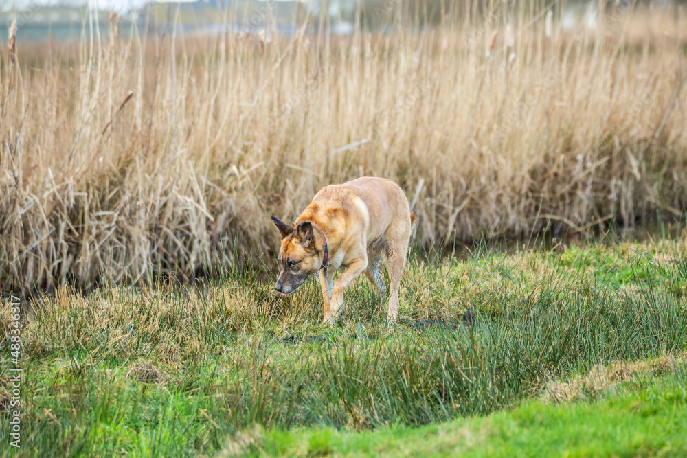 Malinois in rough green overgrown grassy natural terrain searching for scent traces of hares and pheasants hidden invisibly among the withered reeds Malinois in rough green overgrown grassy natural terrain searching for scent traces of hares and pheasants hidden invisibly among the withered reeds
