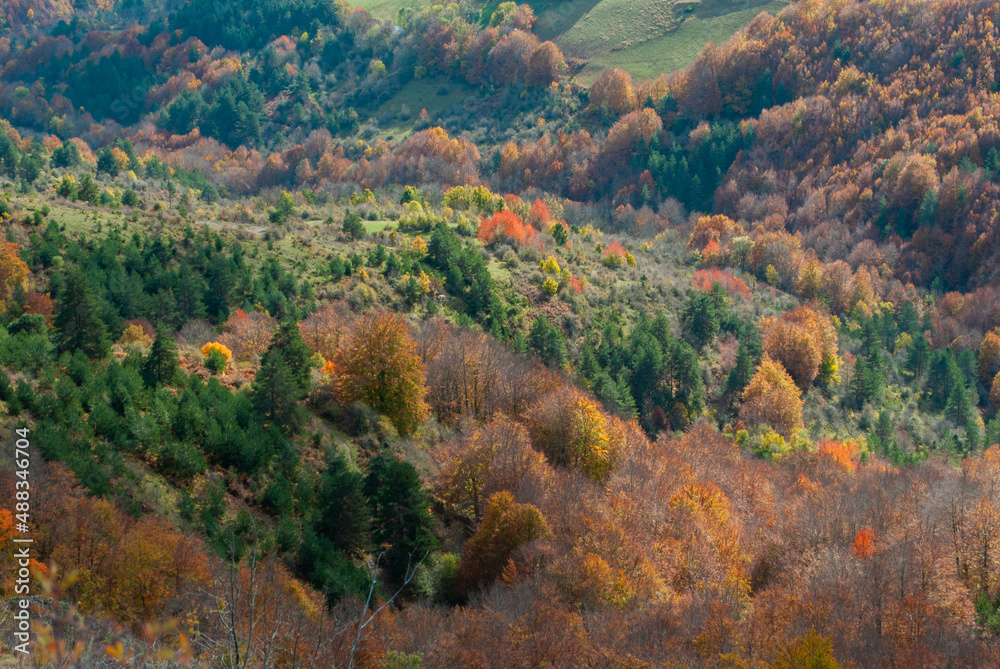 Wooded landscape of reds, oranges and green forests