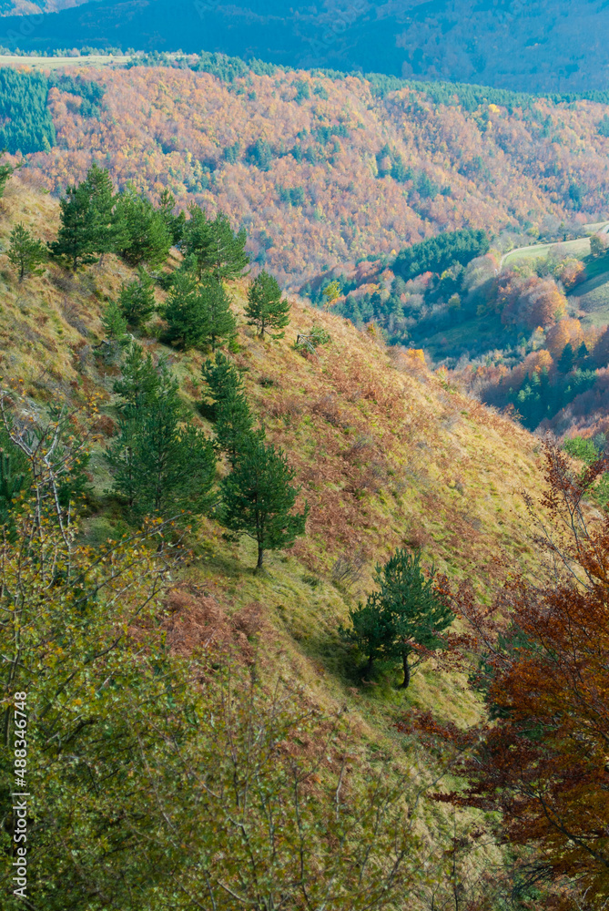 Fototapeta premium Wooded landscape of reds, oranges and green forests