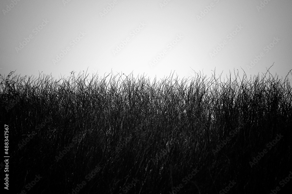 minimalist view of brass growing in the field in black and white