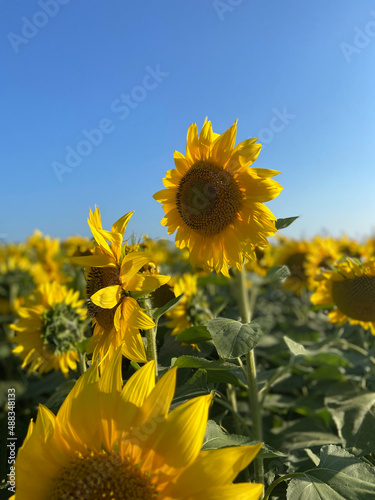 Large yellow sunflowers bloomed on a farm field in summer. The agricultural industry  production of sunflower oil  honey. Healthy ecology organic farming  nature background.