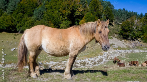 Hermoso caballo en un verde prado en el Valle de Ansó, Huesca.  © vanessa