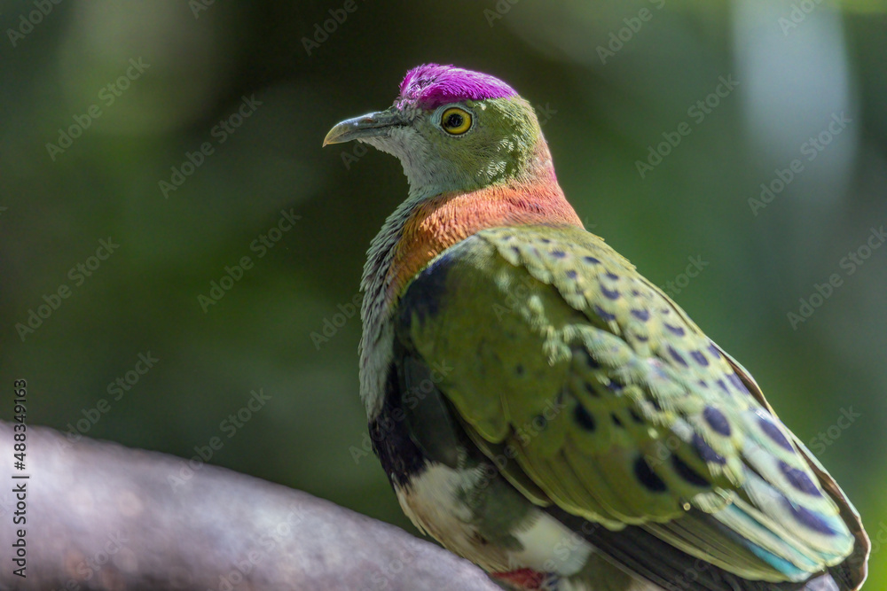 Close-up of a male superb fruit-dove, Ptilinopus superbus, also known as purple-crowned fruit-dove, beautifully multi colored, perched on a tree branch, shown in a horizontal portrait style.. 