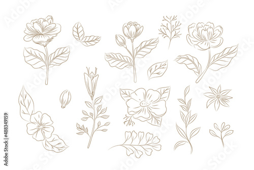 Doodles Herbs and flowers, set of hand-drawn flowers, floral set of wildflowers and herbs, vector objects isolated on a white background. One Line Drawing Vector Flowers Print Set. Botanical 