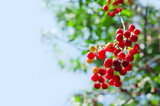Ripening cherries on a branch against a background of blue sky and unfocused leaves. Selective focus