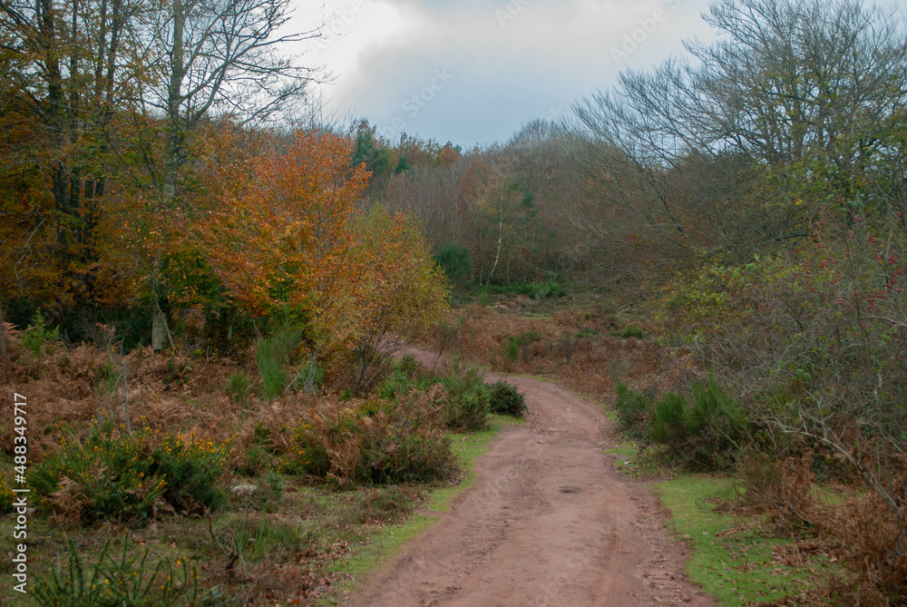 Autumn forest of contrasting reds, greens, oranges and greens