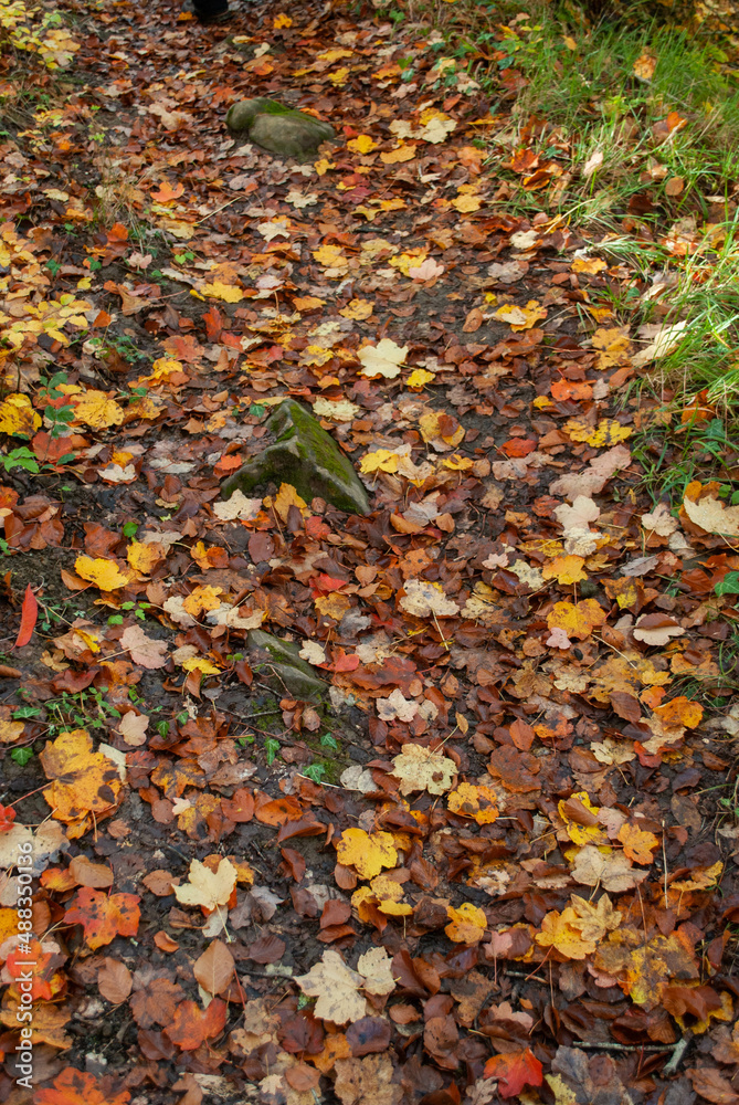 Autumn forest of contrasting reds, greens, oranges and greens Autumn forest of contrasting reds, greens, oranges and greens