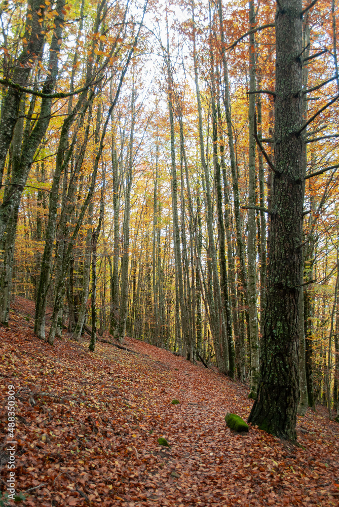 Autumn forest of contrasting reds, greens, oranges and greens Autumn forest of contrasting reds, greens, oranges and greens