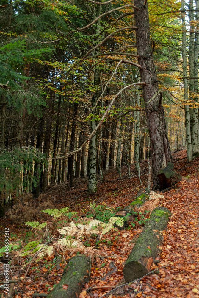 Fototapeta premium Autumn forest of contrasting reds, greens, oranges and greens
