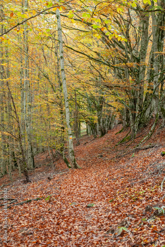 Autumn forest of contrasting reds, greens, oranges and greens Autumn forest of contrasting reds, greens, oranges and greens