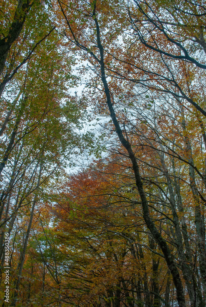 Autumn forest of contrasting reds, greens, oranges and greens