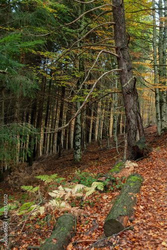 Autumn forest of contrasting reds, greens, oranges and greens