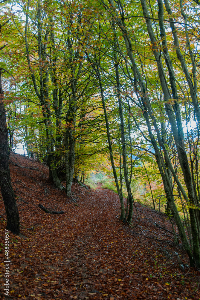 Obraz premium Autumn forest of contrasting reds, greens, oranges and greens