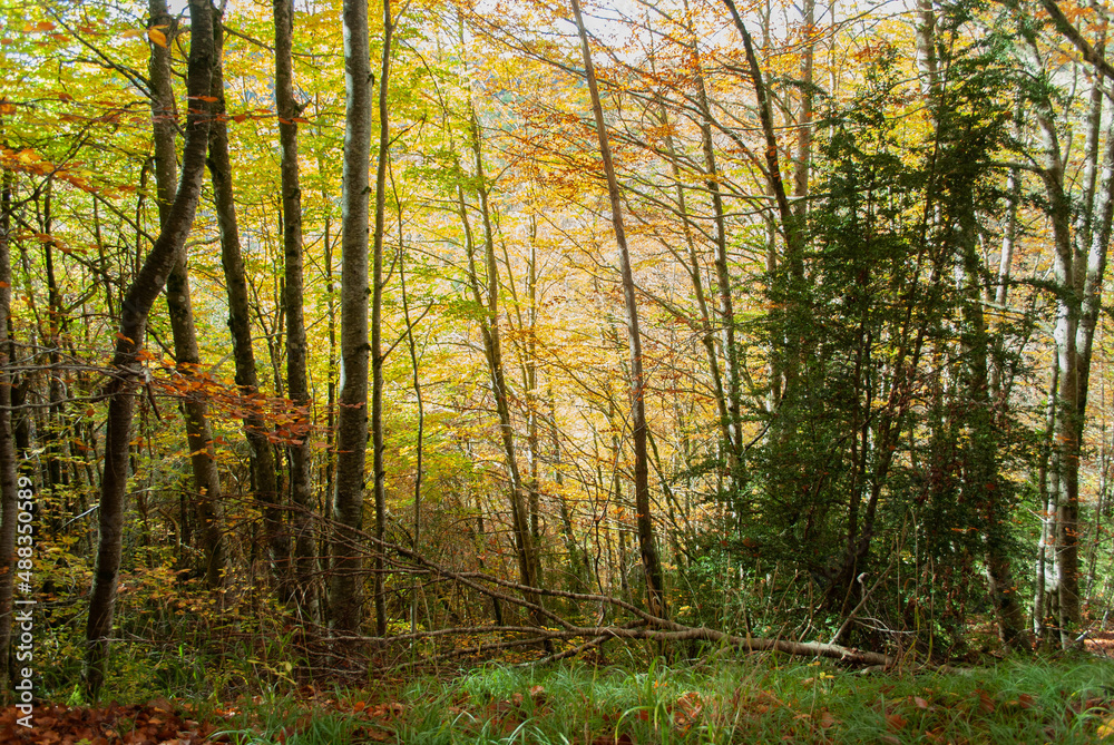 Obraz premium Autumn forest of contrasting reds, greens, oranges and greens