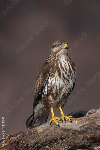 Tableau sur toile Buteo buteo