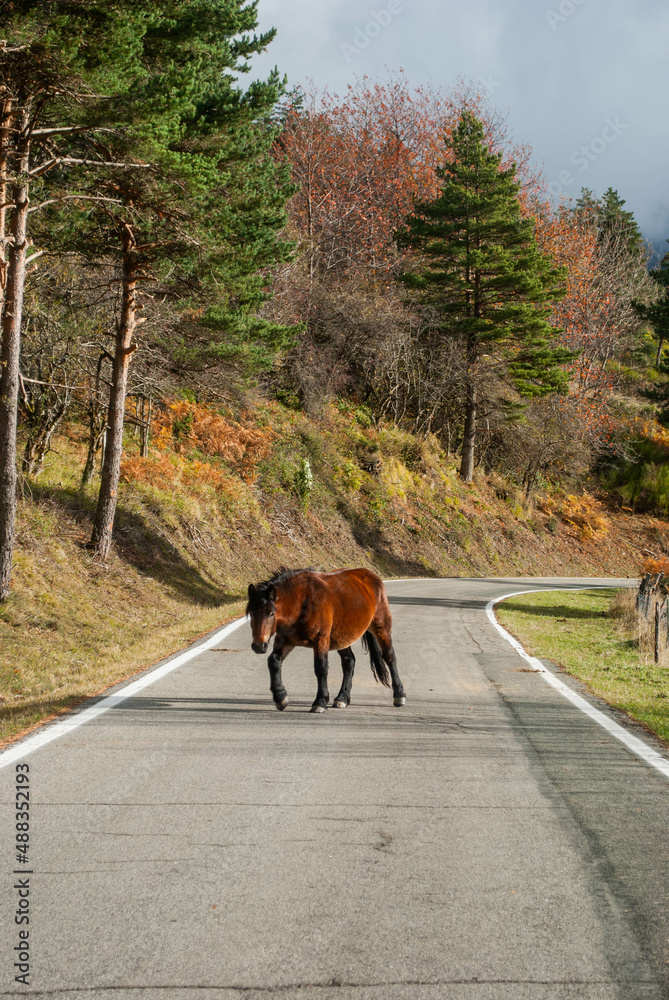 Wild horse crossing a high mountain road with contrasting green and red forest Wild horse crossing a high mountain road with contrasting green and red forest