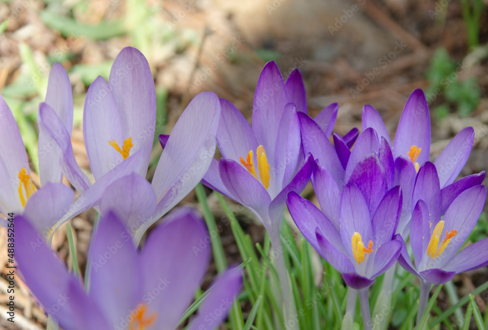 Die Krokusse sind eine Pflanzengattung der Schwertliliengewächse. Die etwa 235 Krokusarten Die Krokusse sind eine Pflanzengattung der Schwertliliengewächse. Die etwa 235 Krokusarten