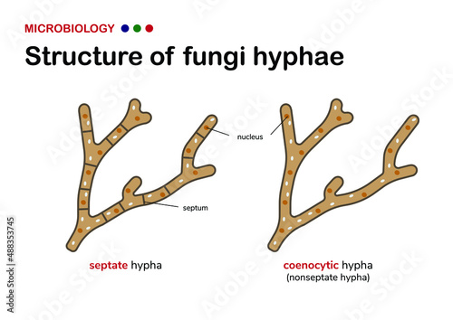 microbiology illustration show different structure of fungi hypha (hyphae) comparison between septate and aseptate (coenocytic) hypha  photo