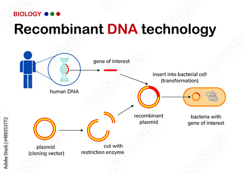 Biological diagram explain concept of recombinant DNA production from human gene in plasmid or cloning vector for genetic engineering of microorganism photo