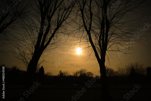 Silhouette of dried plants and trees. Branches of trees silhouette against to sun.