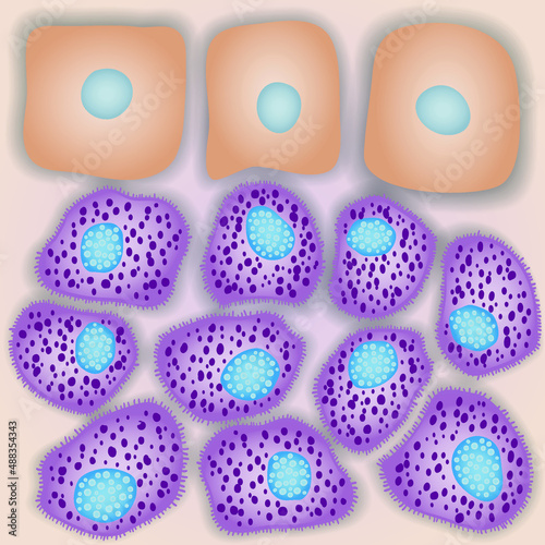 Innate immune system: mast cells with skin cells, vector illustration