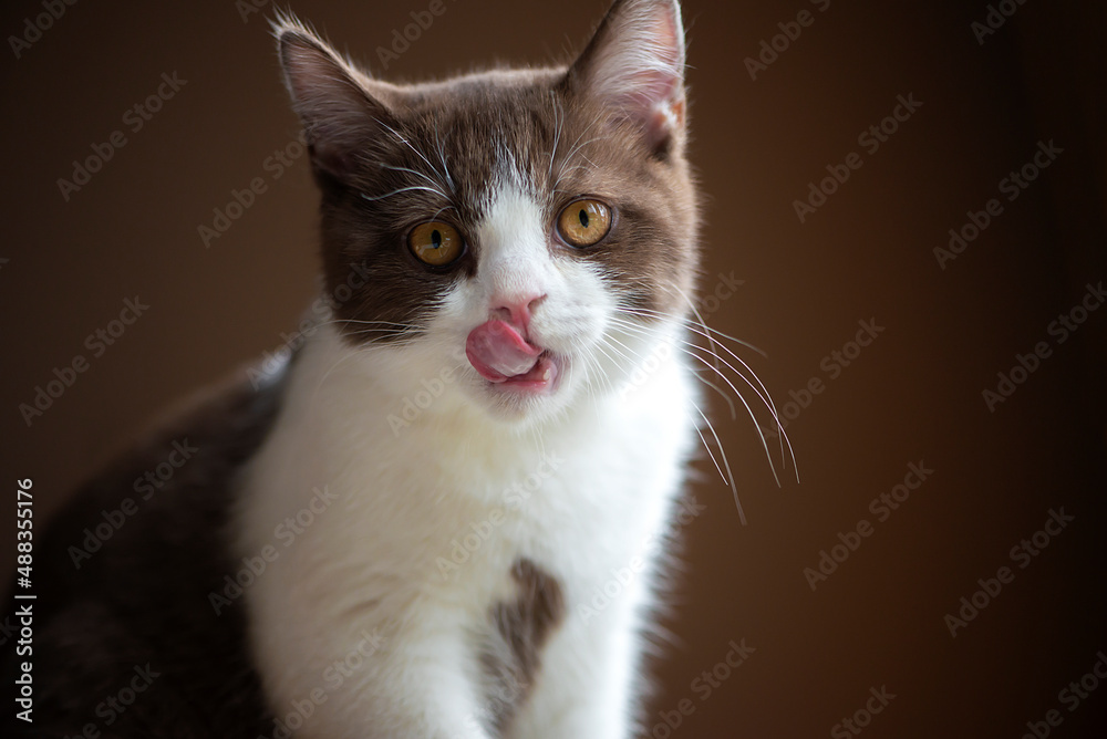 Fototapeta premium British Short hair cat with bright yellow eyes licking with tongue isolated on brown background