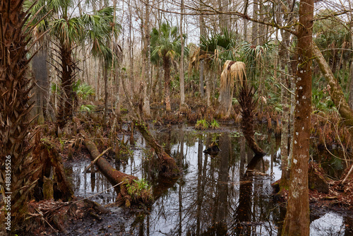 Palm trees in a swampy area along a hiking trail at Silver River State Park, located near Ocala, Florida photo
