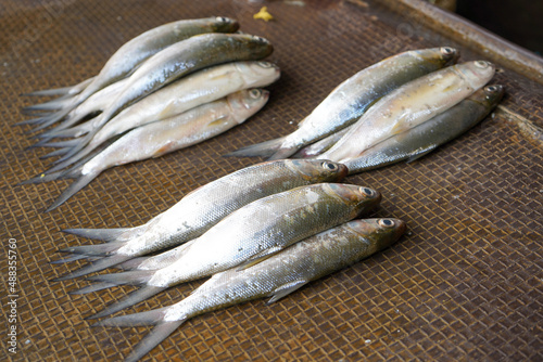 Freshwater fish are sold in the market. One example is milkfish and mullet. This fish has many spines but the taste of the meat is delicious and tender. This fish does not smell fishy like sea fish.