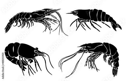 Graphical set of shrimps on white background,vector sea-food elements