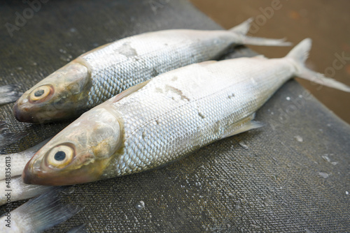 Freshwater fish are sold in the market. One example is milkfish and mullet. This fish has many spines but the taste of the meat is delicious and tender. This fish does not smell fishy like sea fish.