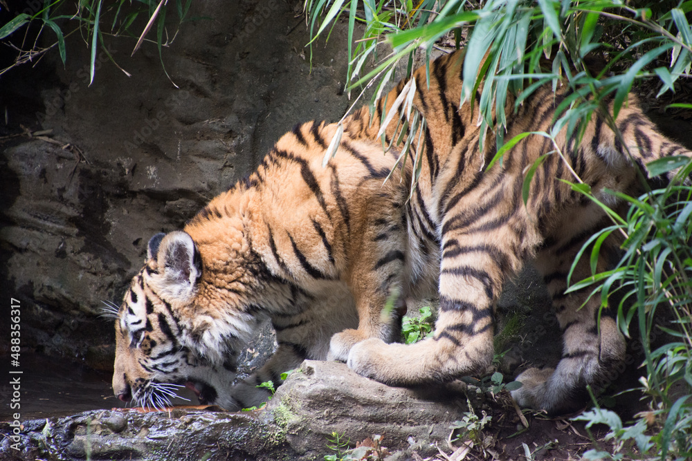 Obraz premium アムールトラ