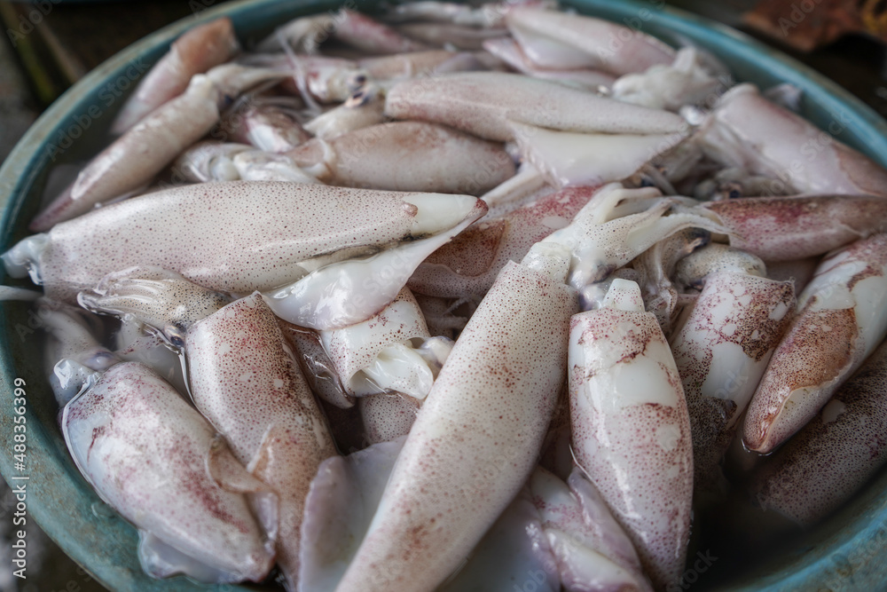 The squid caught by the fishermen are sold directly at the fish auction before being sold at the nearest market. The squid still look fresh and are grouped and sold at cheap prices with high nutrition The squid caught by the fishermen are sold directly at the fish auction before being sold at the nearest market. The squid still look fresh and are grouped and sold at cheap prices with high nutrition