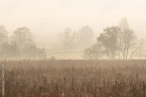 misty morning in the woods. silhouette of trees grove in thick white morning fog. pale color wood obscure by moisture in the mountains forest air. haze landscape