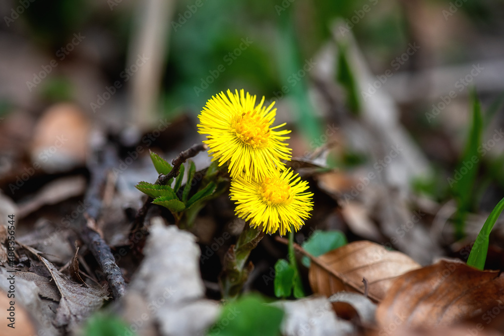 Blossom of wild growing tussilago farfara or coltsfoot with sunny yellow flowers in the forest, early spring in Europe, natural outdoor floral background Blossom of wild growing tussilago farfara or coltsfoot with sunny yellow flowers in the forest, early spring in Europe, natural outdoor floral background