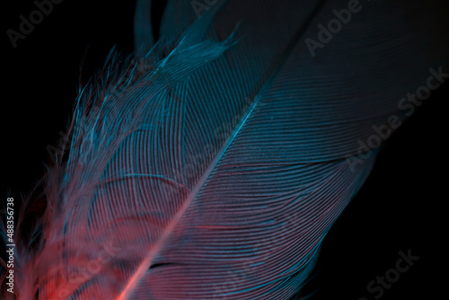 feather closeup