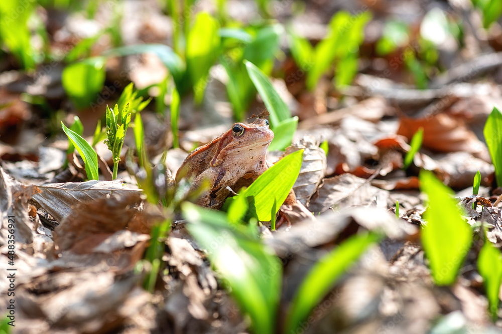 Obraz premium Common frog (rana temporaria) in the sunny flowering spring forest, animals in the wild nature, natural outdoor background