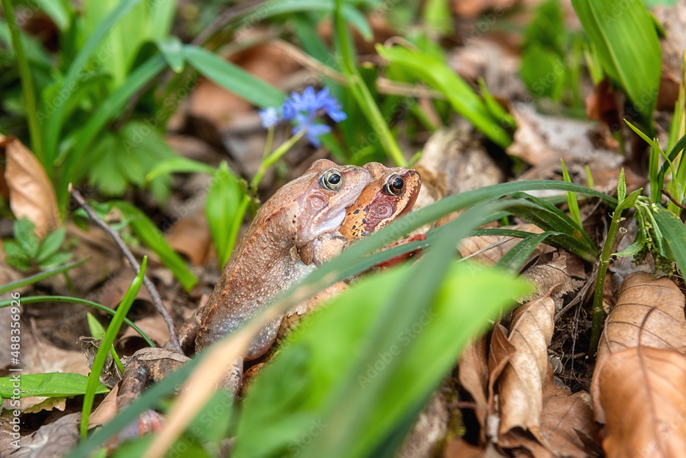 Pair of Common frogs (rana temporaria) in the sunny flowering spring forest during the breeding season, animals in the wild nature, natural outdoor background Pair of Common frogs (rana temporaria) in the sunny flowering spring forest during the breeding season, animals in the wild nature, natural outdoor background