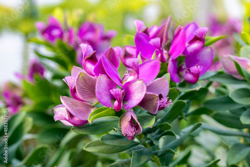 Polygala myrtifolia, the myrtle-leaf milkwort. It's an evergreen shrub native to South Africa but it has been widely introduced elsewhere.