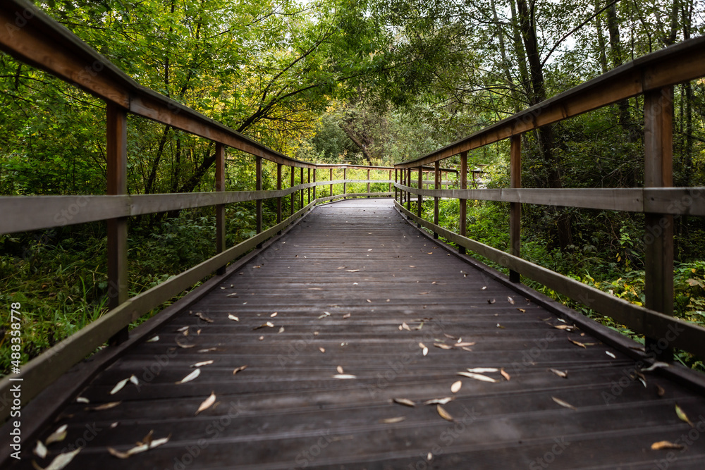 wooden bridge in the forest