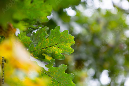 leaves of oak on the tree © Sanchemba
