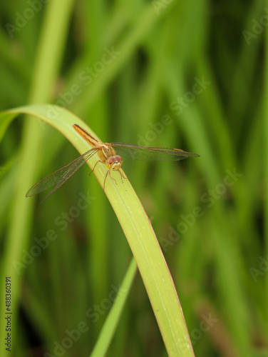 dragonfly on a green leaf © Abdul Rahman