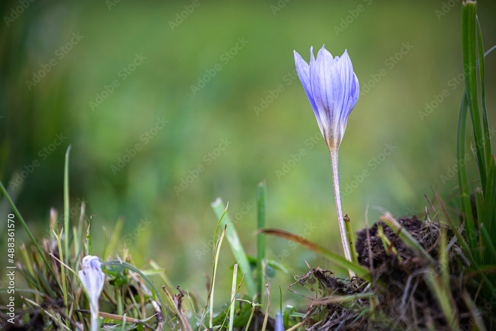 spring crocus flower in the grass spring crocus flower in the grass