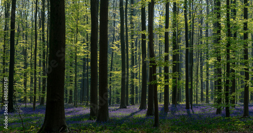 forest in the morning