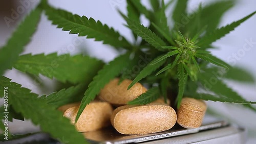 Cannabis CBD and THC and pills products, close-up CBD cannabis plant and hemp inflorescence