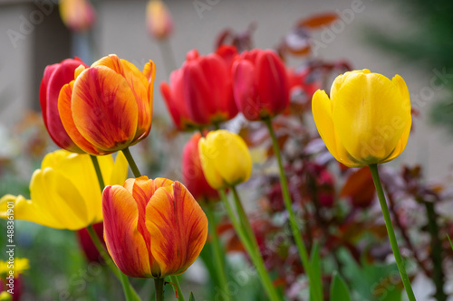Bright red and yellow color country Darwin tulips in bloom  bouquet of springtime flowering plants in the ornamental garden