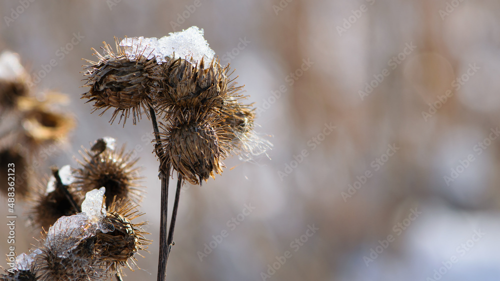 Obraz premium thorny plants, bur, dry ripe Arctium fruits. Burdoc Cockleburs in winter or spring on a bright snowy white background. Dry meadow plant in ice. natural blurred background. close-up, space for text