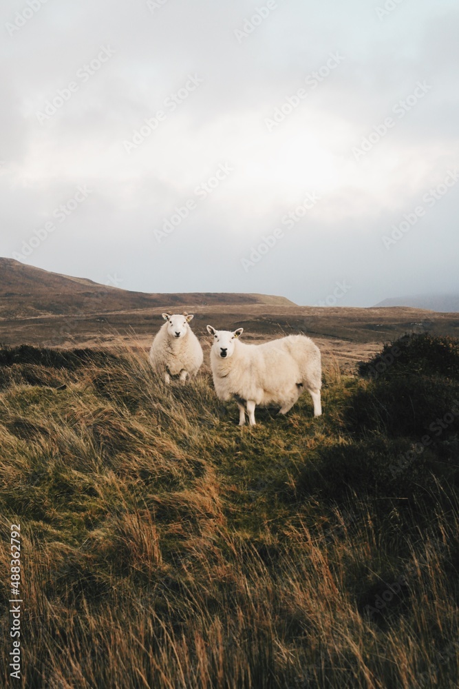 Rare Sheep Wildlife Portrait in Highlands of Scotland, Isle of Skye, Scotland, United Kingdom