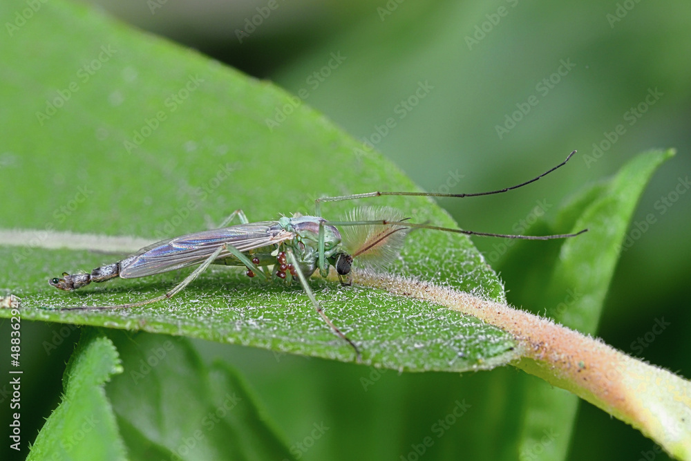 grüne zuckmücke mit milben auf einem blatt, männchen, chironomidae grüne zuckmücke mit milben auf einem blatt, männchen, chironomidae